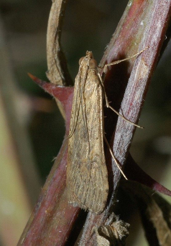 Nomophila noctuella