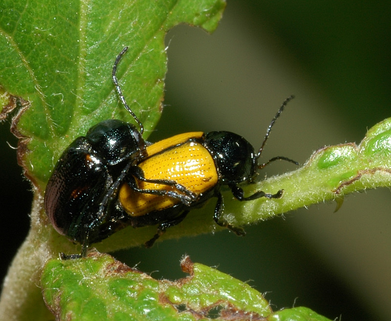 Cryptocephalus marginatus