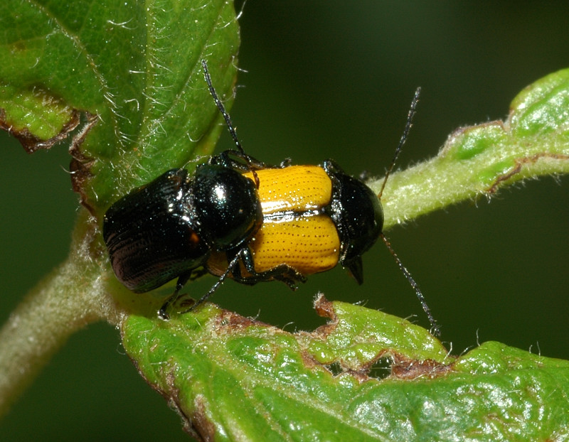 Cryptocephalus marginatus