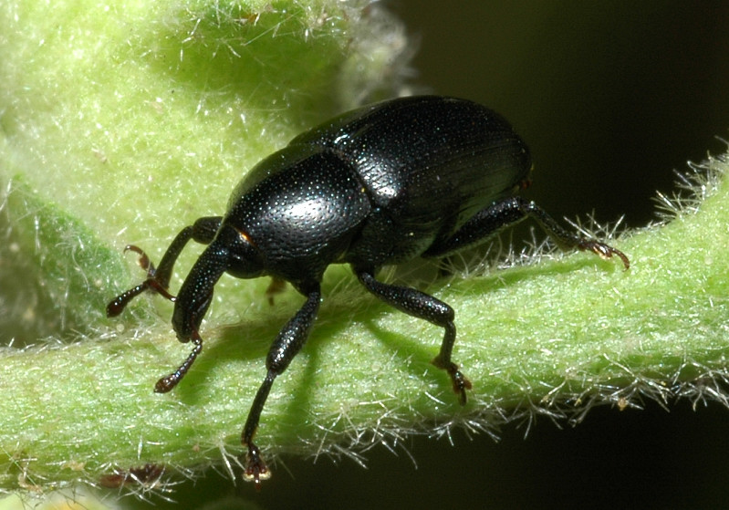 Tychius quinquepunctatus e Baris timida