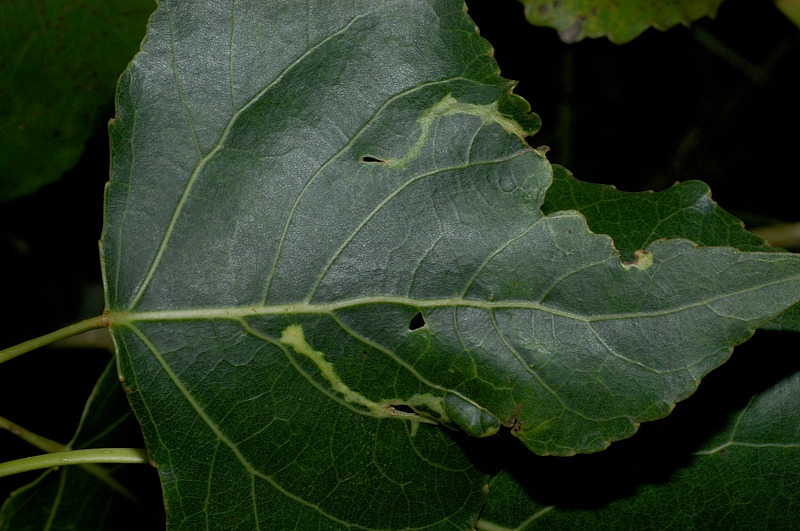 Lepidotteri minatori (Gracillaridae?)