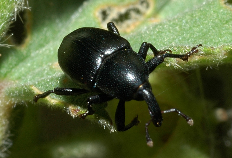 Tychius quinquepunctatus e Baris timida