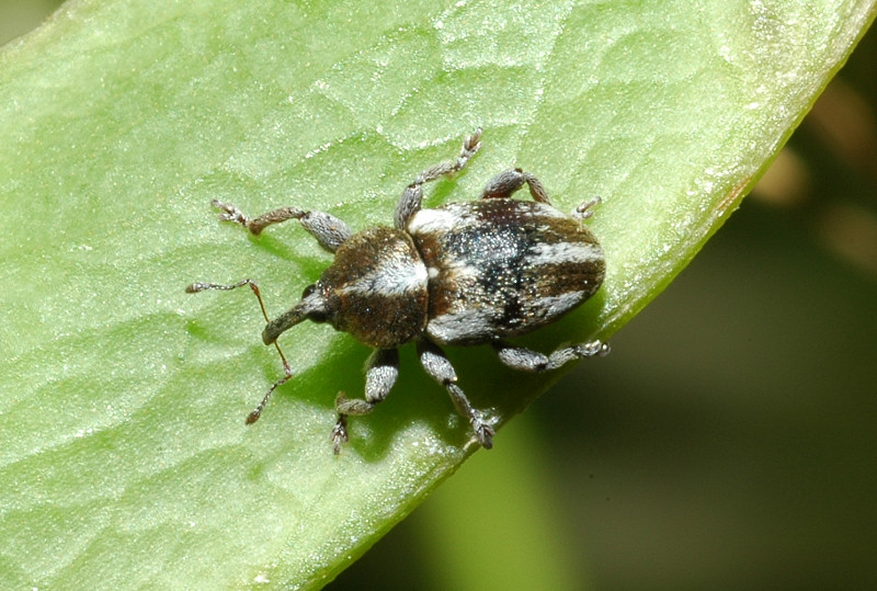 Tychius quinquepunctatus e Baris timida