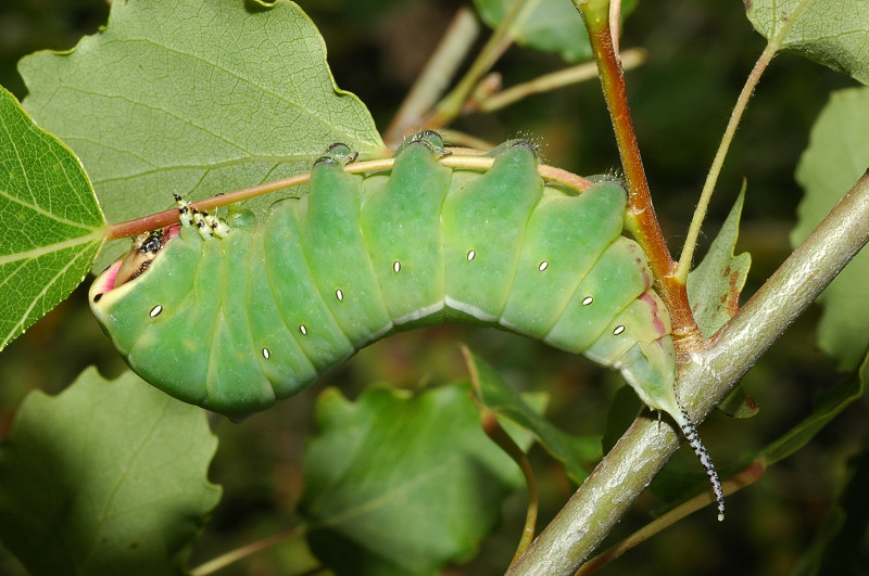 Cerura vinula