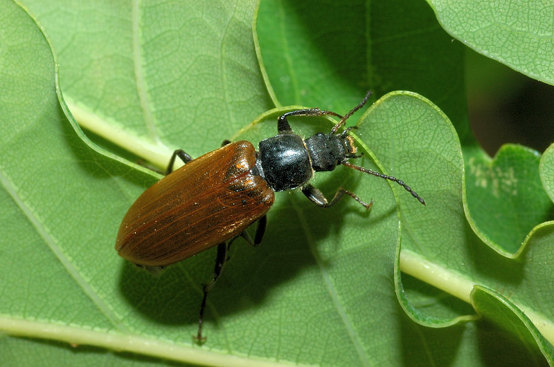 Omophlus sp.