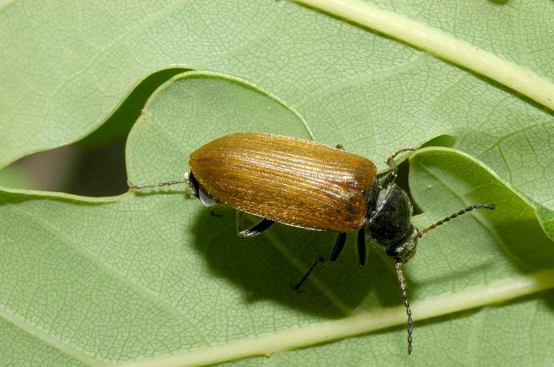 Omophlus sp.