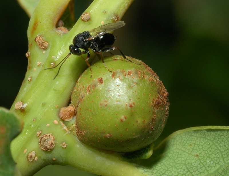 Parassita parassitato Synergus reinhardi