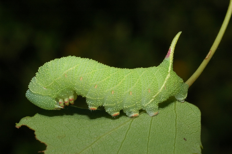 Laothoe populi