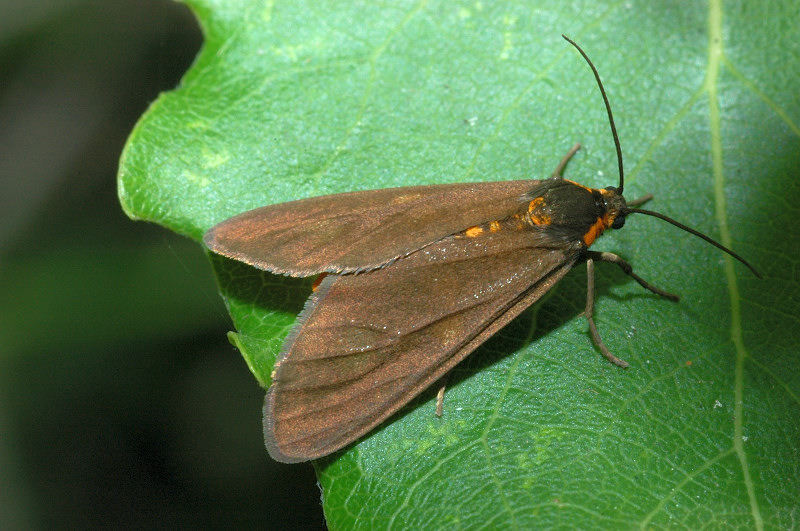 Dysauxes famula