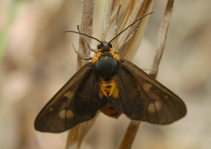 Dysauxes famula