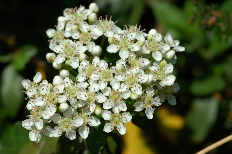 Cos''�? Prunus sp.