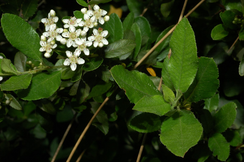 Cos''�? Prunus sp.