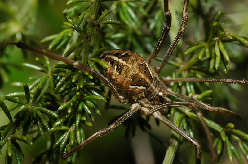 Opiliones sul litorale romano o mostro marino?