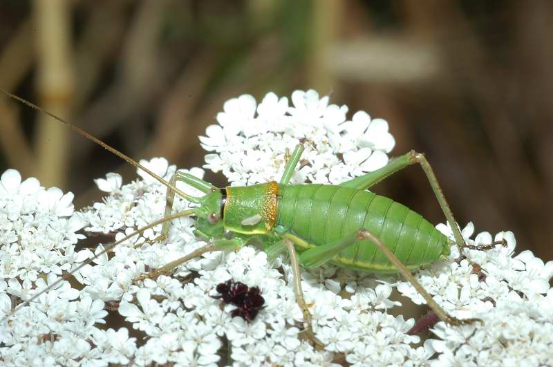Neanide di Bradyporidae: Ephippiger sp. (Orthoptera)