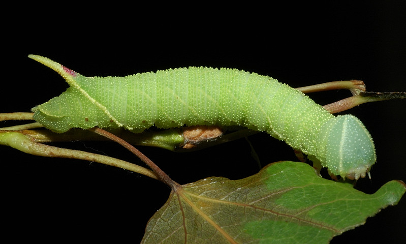 Laothoe populi
