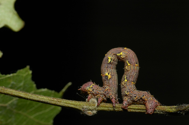 Geometridae