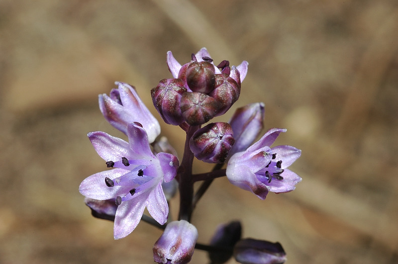 Prospero autumnale / Scilla autunnale