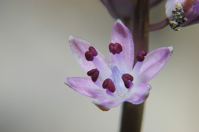 Prospero autumnale / Scilla autunnale