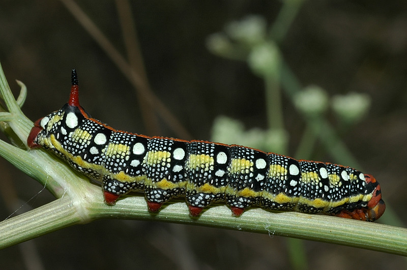 Hyles euphorbiae bruco