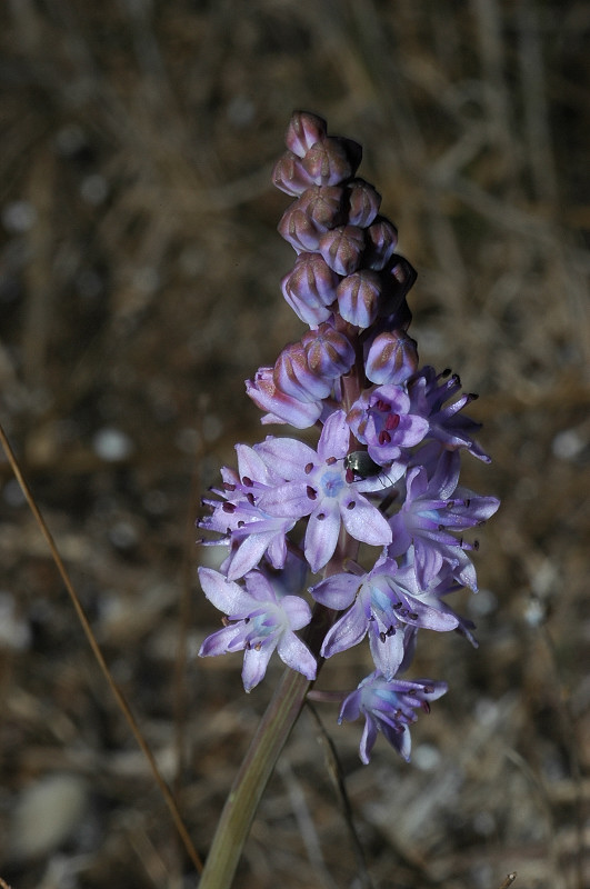 Prospero autumnale / Scilla autunnale