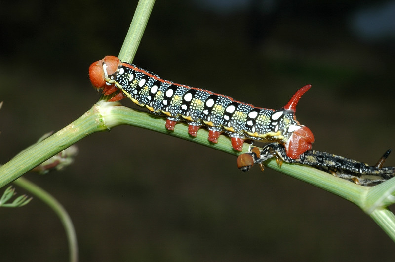 Hyles euphorbiae bruco