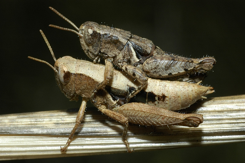 Pezotettix giornae in accoppiamento