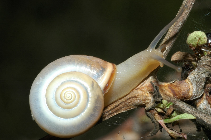 Monacha cartusiana