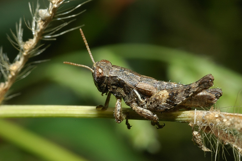 Pezotettix giornae in accoppiamento