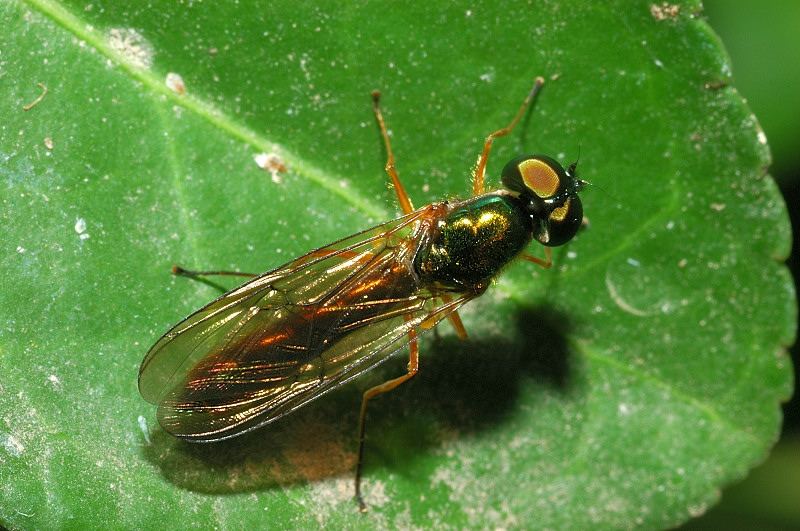 Chloromyia formosa