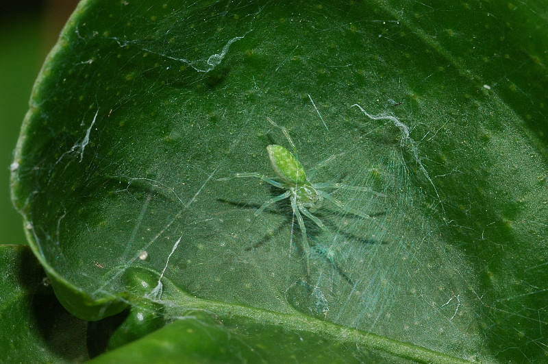 Ragno microscopico: Nigma walckenaeri