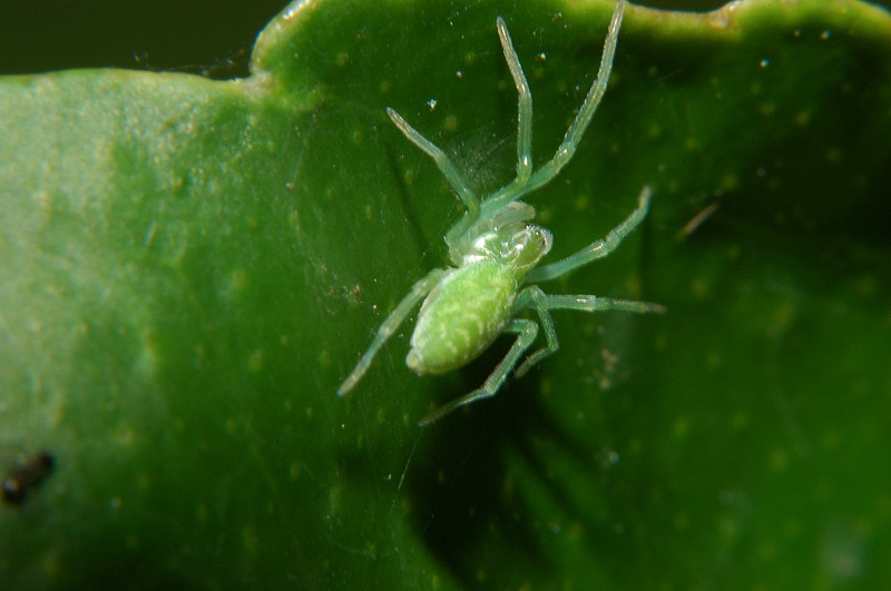 Ragno microscopico: Nigma walckenaeri