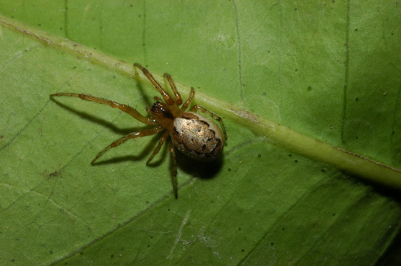 Zygiella sp.