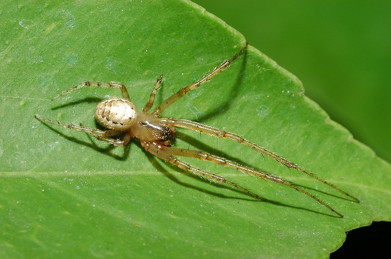 Zygiella sp.