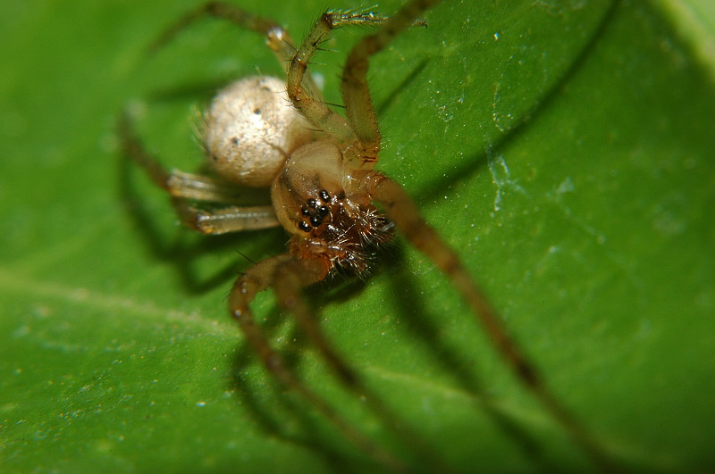 Zygiella sp.