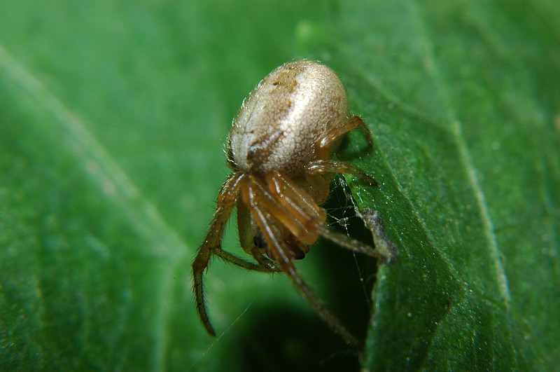 Zygiella sp.