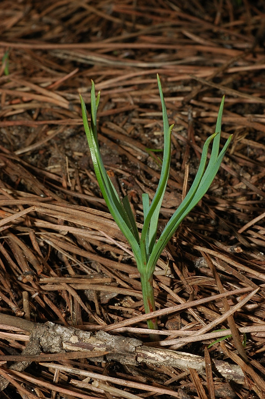 Storia di un pinolo (Pinus pinea)