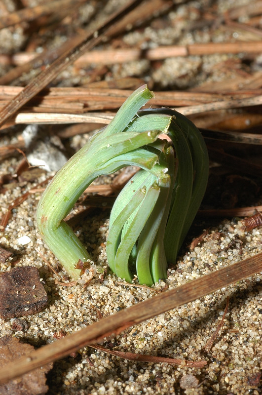 Storia di un pinolo (Pinus pinea)