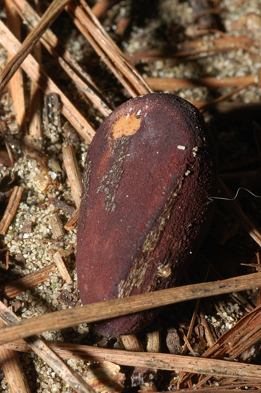 Storia di un pinolo (Pinus pinea)