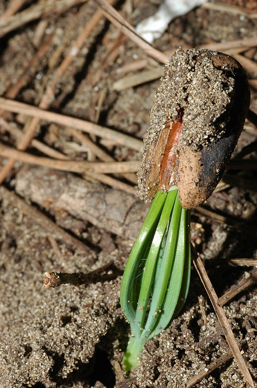 Storia di un pinolo (Pinus pinea)