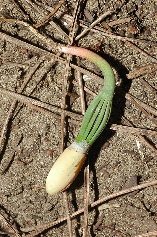 Storia di un pinolo (Pinus pinea)