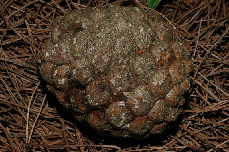Storia di un pinolo (Pinus pinea)
