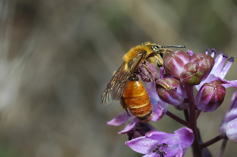 Apidae