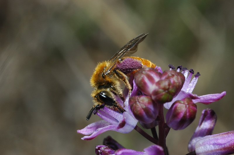 Apidae