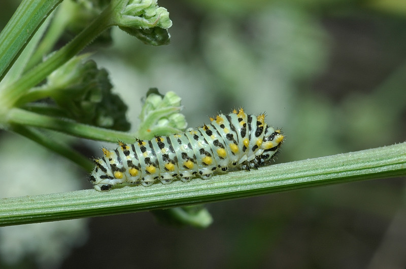 Papilio machaon