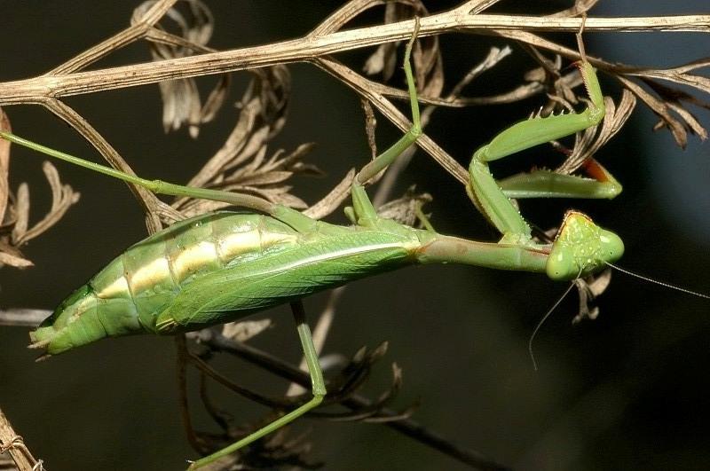 Iris oratoria