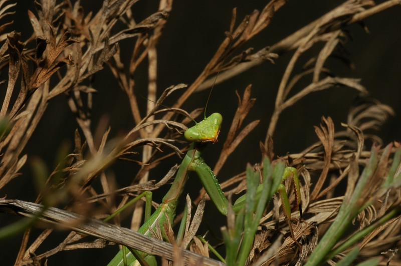 Iris oratoria