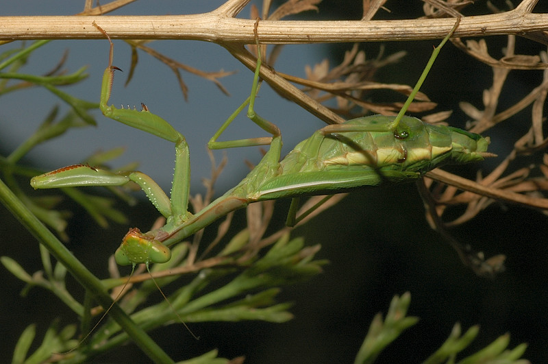 Iris oratoria