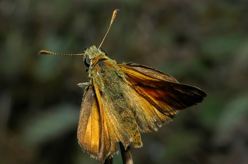 Ochlodes sylvanus