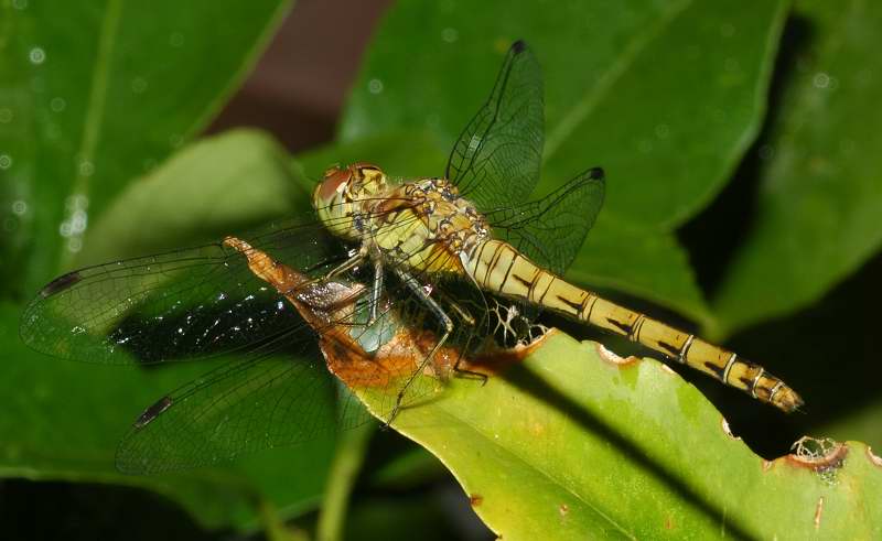 Sympetrum striolatum