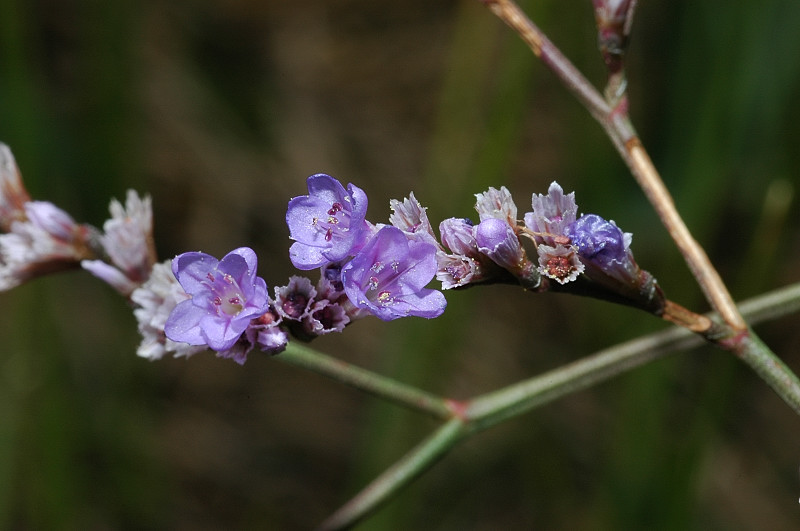 Pianta di palude - Limonium sp.